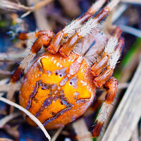 初めて見る蜘蛛が 余りにも怪しい蜘蛛の色手がオレンジ 体が黒で Yahoo 知恵袋