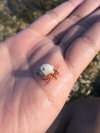 沖縄の海でヤドカリをとりました とても可愛く飼育と思うのですが大 Yahoo 知恵袋