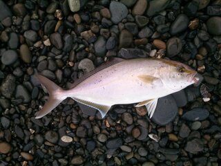 この魚なんですか カンパチですね 九州では このサイズは ネリゴ Yahoo 知恵袋