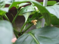 ピーマンの花びらの数について 質問です ピーマンの花びら Yahoo 知恵袋