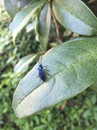 稲の穂のドライフラワーに小さな黒い虫が沢山くっついているんですけど 退 Yahoo 知恵袋