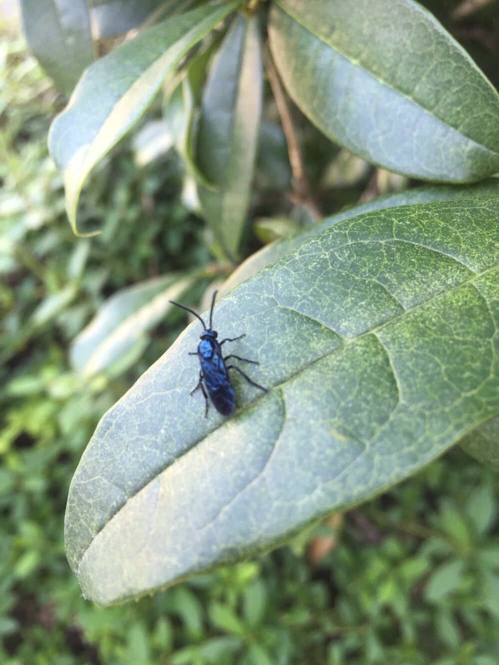 黒い羽の虫黒い羽の虫が大量発生しました。これはなんなのか分かりません。... - Yahoo!知恵袋