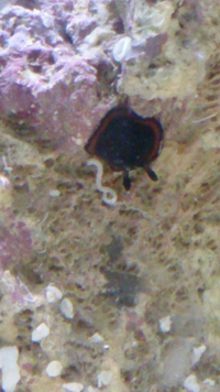 海水水槽をふと見たら黒いウミウシっぽいのがいました ライブロックの下に Yahoo 知恵袋