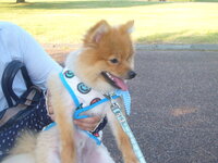 質問です 私の犬が他の家族とは一緒に寝るのに 私とはめったに寝てくれま Yahoo 知恵袋