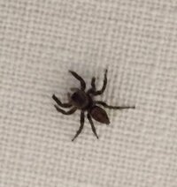 車内にいました この可愛い蜘蛛はなに蜘蛛ですか 家にいるハエトリグモに少し形 Yahoo 知恵袋