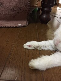 私はうさぎを飼っているのですが 最近そのうさぎの足が何か赤く腫れたよう Yahoo 知恵袋