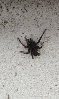 体長2cmほどの黒いクモですが 名前は何でしょうか キシノウ Yahoo 知恵袋