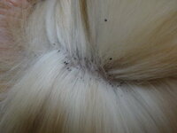 猫の毛の根元に黒いカスみたいなのがたくさんあるんですが これ Yahoo 知恵袋