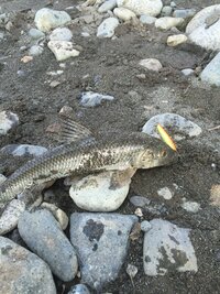 酒匂川河口でさっき釣れました この魚はなんていう魚でしょうか Yahoo 知恵袋
