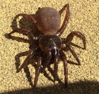 画像注意庭にまあ大きいクモがいたんですが なんていうクモですか また Yahoo 知恵袋