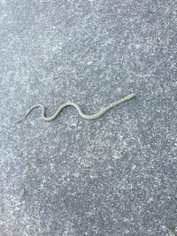 この蛇の赤ちゃんに噛まれたのですが シマヘビの赤ちゃんでしょうか Yahoo 知恵袋