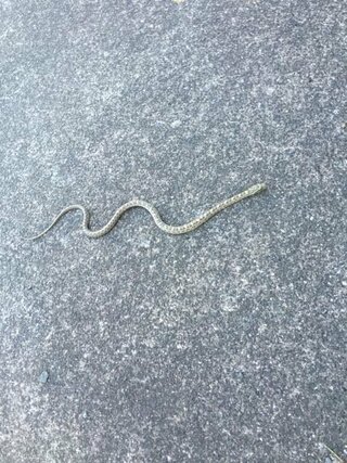 ヘビの赤ちゃんを見つけました このヘビはなんて名前ですか 毒はあります Yahoo 知恵袋