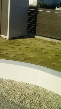 先日雨の日 庭に敷いてある山砂の水溜まりが緑かかり 朝起きて Yahoo 知恵袋