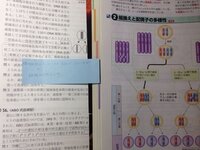 ある1組の両親から生まれる子供の遺伝子型は何通り考えられるか ただし 染 Yahoo 知恵袋