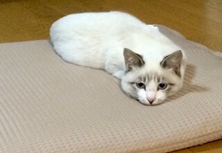 この猫の種類を教えてください 何かと雑種のミックスっぽいので Yahoo 知恵袋