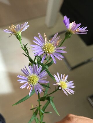 このお花は孔雀草でしょうか ヨメナでしょうか ノコンギクでしょうか そ Yahoo 知恵袋