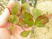 エゴノキ元気がないです 病気でしょうか紅葉でしょうか 今年の Yahoo 知恵袋