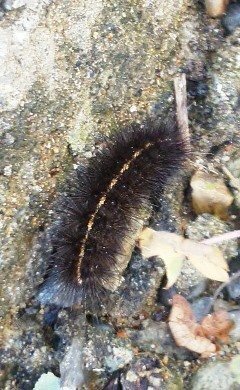 3cmほどのこの黒い毛虫は何の幼虫でしょうか ヒトリガ類の幼虫で Yahoo 知恵袋