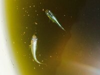 我が家の みゆきメダカと 楊貴妃だけがいる水槽から 黒い稚魚 Yahoo 知恵袋