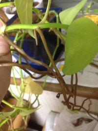 家に観葉植物のポトスがあるのですが すごく伸びてしまいました Yahoo 知恵袋