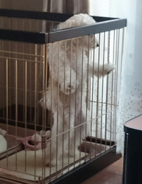犬の立ちションについて以前犬が立っておしっこすること 足は上げず Yahoo 知恵袋
