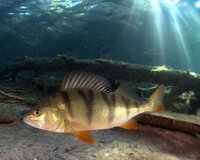 今日 二子玉川駅の橋のしたで ブラックバスの稚魚と思われる小魚が辺り一面うよう Yahoo 知恵袋