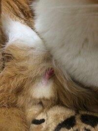 子猫がふみふみする時 少しおしっこを漏らしている 閲覧ありがとうござ Yahoo 知恵袋