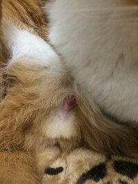 緊急オス猫去勢済み尿閉飼い猫がいつものように毛布でふみふみ したあと毛 Yahoo 知恵袋