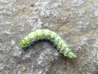 なんの幼虫ですか 毒はありますか ｼﾝｼﾞｭｻﾝで間違いないで Yahoo 知恵袋