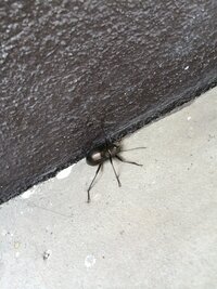 カナブン撃退法について 極度の虫嫌いなんですが 部屋にカナブンが出てビ Yahoo 知恵袋