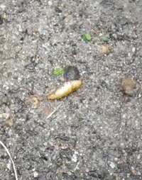 土の中のこのサナギ正体は 土を掘っていたら画像のサナギが出てきまし Yahoo 知恵袋