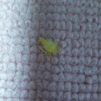 緑色の小さくて刺すと痛い虫の名前 緑色の小さくて刺すと痛 Yahoo 知恵袋