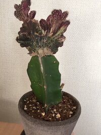 接ぎ下ろしの時期を教えてください 三角柱に残雪の峰が接木してあるものを Yahoo 知恵袋