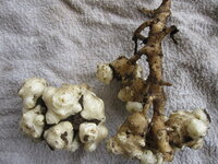 菊芋を掘ってみたら 写真のような根でした 茎と花は菊芋だと思 Yahoo 知恵袋