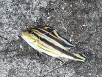 魚の名前が分かりません 画像の左上の黄色と黒のシマシマ模様の魚ですカワ Yahoo 知恵袋