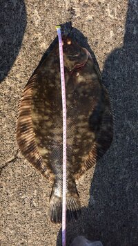 カレイの種類を教えてください 今日小樽で釣ったカレイです 隣のお兄 Yahoo 知恵袋