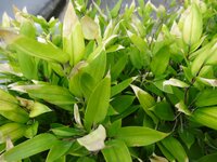 西日に強い木 植物を教えてください 庭の向きは南東ですが 横が道 Yahoo 知恵袋