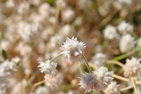 オーストラリアの砂漠地帯で見つけた植物の名前を教えてくださいいろいろな Yahoo 知恵袋