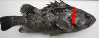 釣ったアイナメやソイを刺身で食べてるのですが この前 釣友が 野 Yahoo 知恵袋