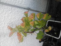 イチョウが黄色くならず このようになってしまいました原因わか Yahoo 知恵袋