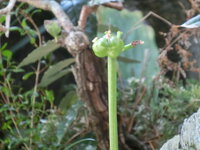 彼岸花の花びらが散った後 花の付け根が膨らんできました 何が起きている Yahoo 知恵袋