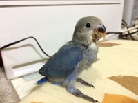 昨日コザクラインコの雛 生後一ヶ月 お迎えしました目がぱっち Yahoo 知恵袋