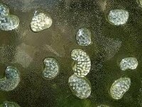 メダカ タナゴの水槽にこんな卵がたくさんくっついています この水槽には Yahoo 知恵袋