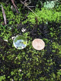不思議な物体を発見しました 今朝庭の苔の上で発見したのですが 無色透明 Yahoo 知恵袋