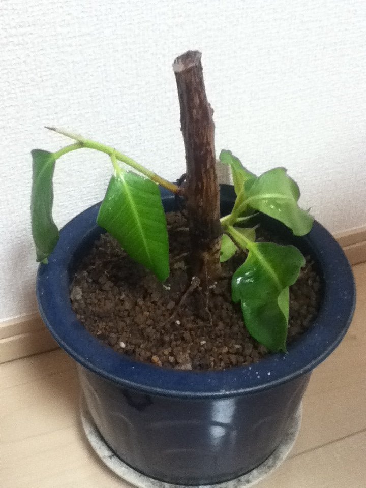 家の周りに塩をまくのに順番があれば教えてください。（四隅にまくとか 