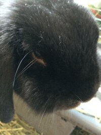 黒いうさぎって可愛いと思いますか 真っ黒のうさぎを飼ってい Yahoo 知恵袋