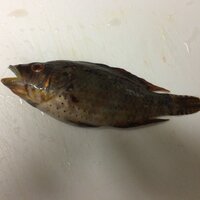 写真あります 福井で釣りをしていたらお腹に青い斑点のある魚が Yahoo 知恵袋