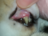 犬の舌と歯茎の色についてです チワワ六歳を飼っていますが 歯茎が白い 下も真っ Yahoo 知恵袋