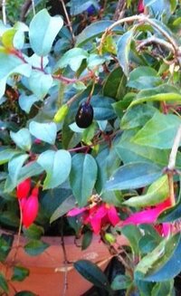 植木鉢で赤い花と黒い実を付けるこの植物の名前をおしえてくださ Yahoo 知恵袋
