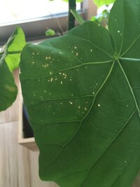 室内の観葉植物にハダニが沢山発生しました 今年になって あらゆる観葉植物が育た Yahoo 知恵袋